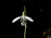 Galanthus nivalis 8, Gewoon sneeuwklokje, Saxifraga-Jan van der Straaten