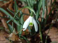 Galanthus nivalis 9, Gewoon sneeuwklokje, Saxifraga-Jan van der Straaten