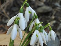 Galanthus reginae-olgae 2, Saxifraga-Harry Jans