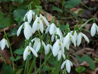 Galanthus reginae-olgae 5, Saxifraga-Harry Jans