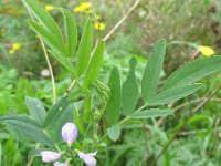 Galega officinalis 16, Galega, Saxifraga-Rutger Barendse