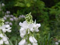 Galega officinalis 17, Galega, Saxifraga-Rutger Barendse