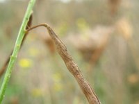 Galega officinalis 5, Galega, Saxifraga-Rutger Barendse