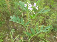 Galega officinalis 6, Galega, Saxifraga-Rutger Barendse