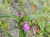 Galeopsis angustifolia 10, Smalle raai, Saxifraga-Rutger Barendse