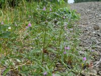 Galeopsis angustifolia 12, Smalle raai, Saxifraga-Rutger Barendse