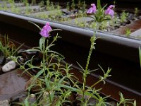 Galeopsis angustifolia 13, Smalle raai, Saxifraga-Ed Stikvoort