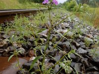 Galeopsis angustifolia 15 Smalle raai, Saxifraga-Ed Stikvoort