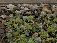 Galeopsis angustifolia 16, Smalle raai, Saxifraga-Ed Stikvoort