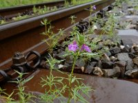 Galeopsis angustifolia 18, Smalle raai, Saxifraga-Ed Stikvoort