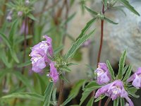 Galeopsis angustifolia 2, Smalle raai, Saxifraga-Jan van der Straaten