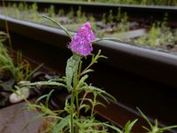 Galeopsis angustifolia 21, Smalle raai, Saxifraga-Ed Stikvoort