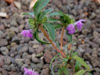 Galeopsis angustifolia 23 Smalle raai Saxifraga-Ed Stikvoort