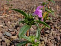 Galeopsis angustifolia 24 Smalle raai Saxifraga-Ed Stikvoort