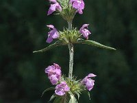 Galeopsis angustifolia 3, Smalle raai, Saxifraga-Marijke Verhagen