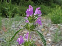 Galeopsis angustifolia 8, Smalle raai, Saxifraga-Rutger Barendse