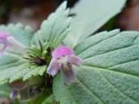 Galeopsis bifida 11, Gespleten hennepnetel, Saxifraga-Rutger Barendse