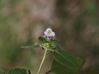 Galeopsis bifida 2, Gespleten hennipnetel, Saxifraga-Peter Meininger