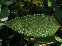 Galeopsis bifida 3, Gespleten hennepnetel, Saxifraga-Rutger Barendse