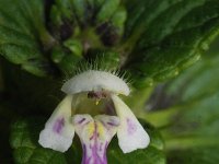 Galeopsis bifida 5, Gespleten hennepnetel, Saxifraga-Rutger Barendse