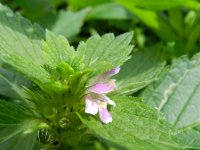 Galeopsis bifida 7, Gespleten hennepnetel, Saxifraga-Rutger Barendse