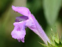 Galeopsis ladanum 12, Brede raai, Saxifraga-Sonja Bouwman  972. Brede raai - Galeopsis ladanum - Lamiaceae familie (i)