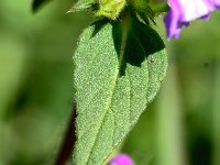 Galeopsis ladanum 13, Brede raai, Saxifraga-Sonja Bouwman  972. Brede raai - Galeopsis ladanum - Lamiaceae familie (i)