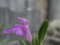 Galeopsis ladanum 2, Brede raai, Saxifraga-Rutger Barendse