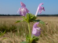 Galeopsis ladanum 6, Brede raai, Saxifraga-Ed Stikvoort