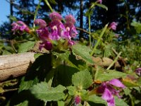 Galeopsis pubescens 11, Zachte hennepnetel, Saxifraga-Ed Stikvoort