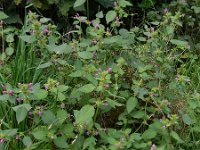 Galeopsis pubescens 17, Zachte hennepnetel, Saxifraga-Ed Stikvoort