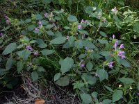 Galeopsis pubescens 19, Zachte hennepnetel, Saxifraga-Ed Stikvoort