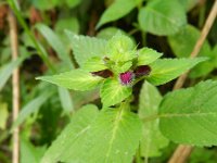 Galeopsis pubescens 2, Zachte hennepnetel, Saxifraga-Rutger Barendse