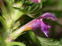 Galeopsis pubescens 20, Zachte hennepnetel, Saxifraga-Sonja Bouwman  784. Zachte hennepnetel - Galeopsis pubescens - Lamiaceae familie (i)