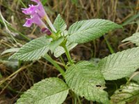 Galeopsis pubescens 6, Zachte hennepnetel, Saxifraga-Rutger Barendse