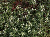 Galeopsis segetum 10, Bleekgele hennepnetel, Saxifraga-Peter Meininger