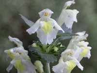 Galeopsis segetum 12, Bleekgele hennepnetel, Saxifraga-Peter Meininger