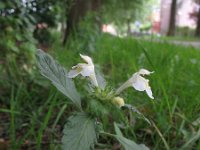 Galeopsis segetum 15, Bleekgele hennepnetel, Saxifraga-Rutger Barendse