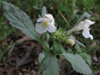 Galeopsis segetum 16, Bleekgele hennepnetel, Saxifraga-Rutger Barendse