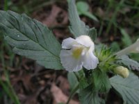 Galeopsis segetum 17, Bleekgele hennepnetel, Saxifraga-Rutger Barendse