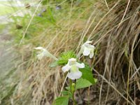 Galeopsis segetum 18, Bleekgele hennepnetel, Saxifraga-Rutger Barendse