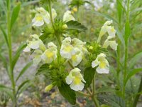 Galeopsis segetum 19, Bleekgele hennepnetel, Saxifraga-Rutger Barendse