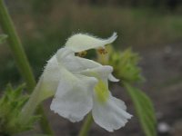 Galeopsis segetum 2, Bleekgele hennepnetel, Saxifraga-Rutger Barendse