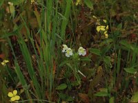 Galeopsis segetum 20, Bleekgele hennepnetel, Saxifraga-Hans Boll