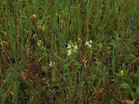 Galeopsis segetum 23, Bleekgele hennepnetel, Saxifraga-Hans Boll