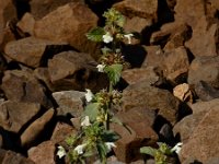 Galeopsis segetum 25, Bleekgele hennepnetel, Saxifraga-Ed Stikvoort