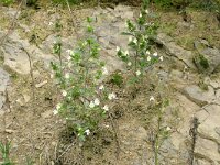 Galeopsis segetum 31, Bleekgele hennepnetel, Saxifraga-Hans Grotenhuis