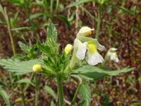 Galeopsis segetum 33, Bleekgele hennepnetel, Saxifraga-Hans Grotenhuis