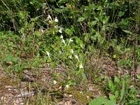 Galeopsis segetum 35, Bleekgele hennepnetel, Saxifraga-Hans Grotenhuis