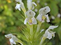 Bleekgele hennepnetel N0604 : Bleekgele hennepnetel, Galeopsis segetum